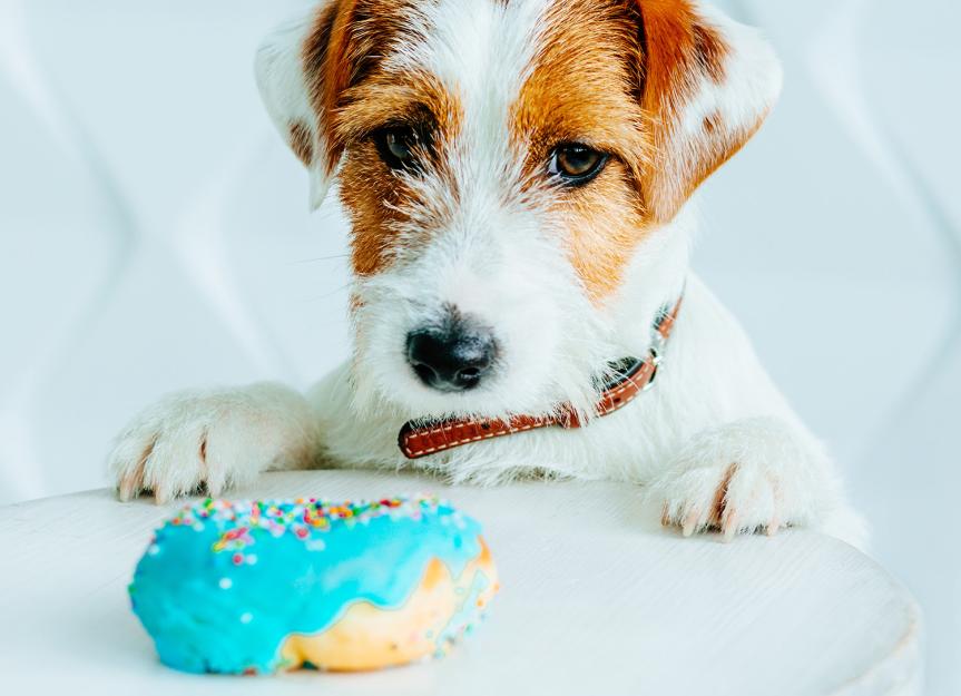 Is powdered sugar bad for dogs hotsell